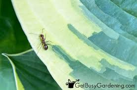 Ants can be somewhat beneficial to your garden. Facts About Ants In A Garden Organic Control Tips Get Busy Gardening