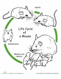 Color The Life Cycle Mouse Worksheet Education Com Animal Life Cycles Life Cycles Life Cycles Kindergarten