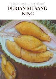Satu biji durian musang king biasanya berisi empat hapat. Hp Wa 0813 2711 9234 Jual Durian Montong H Tovix Riau Durian Vegetables Food