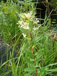 Image result for Dicoma galpinii