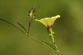 Image result for Xenostegia