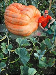 Check spelling or type a new query. Vertical Farming Part 2 Pumpkins In The Sky Nature Wsu