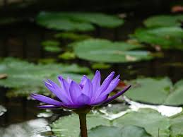 Taglio a fiore blu calcedonio. Fior Di Loto Coltivazione