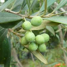 Image result for Olea
