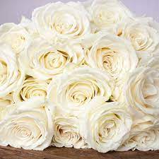 Our roses are equadorian and of the finest quality. Playa Blanca Fresh Cut Rose L Fiftyflowers Com