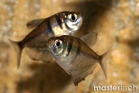 Make social videos in an instant: Black Tetra Black Widow Tetra Gymnocorymbus Ternetzi Online Shop