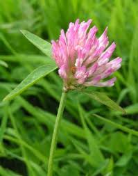 Image result for Trifolium semipilosum
