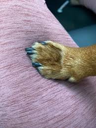 A small staff will be assigned to each loved one. Love Your Pet 1900 Long Prairie Rd Flower Mound Tx Pet Grooming Mapquest
