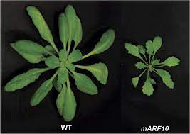 Here you can find the most beautiful pictures of rose flowers. Comparison Of Rosette Leaf Morphology Between Wild Type Wt And Marf10 Download Scientific Diagram