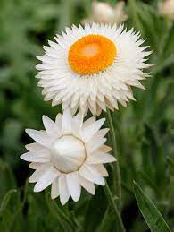 Strawflower White Helichrysum Bracteatum Everlasting Flowers Unusual Flowers Plants