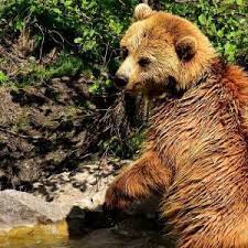 Artykuły, wywiady, komentarze, relacje bezpośrednio z. Niedzwiedz Maxxx News Rmf Maxxx