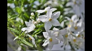Image result for Jasminum dichotomum