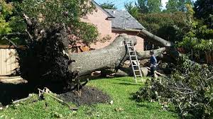 Tree Removal Junk Tree Yard Waste Removal Debris Tree Wood Removal Hauling Pick Up Service And Cost Albuquerque Tree Removal Yard Waste Removal Tree Service