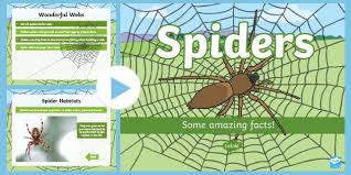 The black widow spider bite can be deadly. Spiders Facts Powerpoint Minibeasts Science Resource Twinkl
