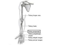 Tulang lengan kaki dan fungsinya. 11 Fungsi Tulang Pengumpil Manusia Gambar Lengkap Ilmusiana