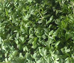 Image result for Lepidium sativum