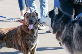 Last hope animal rescue thrift shop 274 new york ave huntington 11743 (north of 25a) regular days & hours will be thursday, friday and saturday from 10am to 3pm beginning june 17th. The 48 Best Places To Adopt A Fur Baby In Wny Step Out Buffalo