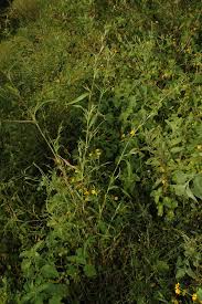 Image result for Hackelochloa granularis