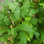 Image result for Mitriostigma axillare