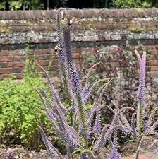 Image result for Megaloprotachne