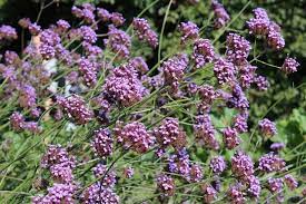 Details 'lollipop' is a dwarf cultivar with a height and spread of 60cm. Eisenkraut Lollipop Verbena Bonariensis Kaufen Online Bestellen 4 99