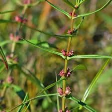 Image result for Lythraceae