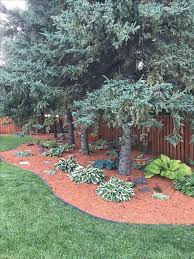 Planting Ideas For Under Pine Trees Pine Straw Landscaping Backyard Trees Pine Garden