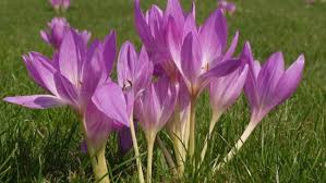 Achtung neue adresse ab 01. Safran Mit Herbstzeitlose Verwechselt Ehepaar Stirbt