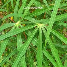 Tubuh kita memang memerlukan semua khasiat yang terkandung dalam daun ubi ini tapi mampukah kita untuk makan pucuk ubi dalam kuantiti yang banyak bagi memenuhi keperluan tubuh. Pokok Ubi Kayu Pulut Daun Panjang 5 Keratan Batang Shopee Malaysia