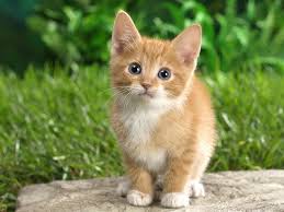 Sirin Kedi Yavru Cute Kittens Cok Sirin Hayvanlar Guzel Kediler
