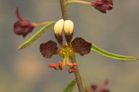 Image result for Cleome stricta