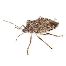 Learn how these smelly pests get into your house & how to get rid of them from earthkind. How To Get Rid Of Stink Bugs Updated For 2021
