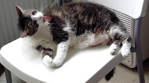 Furthermore, coconut oil soothes bites. Coconut Oil As Flea Treatment For Cats And Dogs English Version Youtube