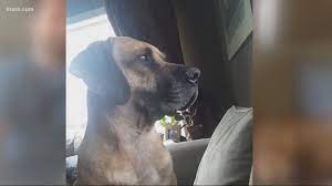 Think about your time, your space, and your money before deciding on what kind of animal to bring home. Spokane Animal Shelters See Influx Of Interest During Pandemic Krem Com
