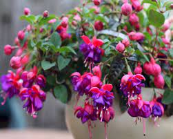 Fuchsia plants originated in south america; How To Grow Fuchsias