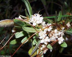 Image result for Cuscuta kilimanjari