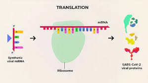 So nobody knows if mrna vaccines. What Are The Advantages Of An Mrna Vaccine For Covid 19