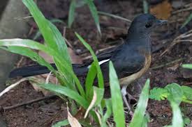 Image result for Lotononis stipulosa