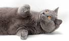 Chartreux Cat 101 - Fun Facts, Pictures, Price ...