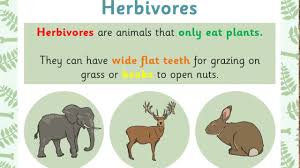 Some parasitic plants that feed off of other plants are also. Year 1 Science Grouping Animals By What They Eat Herbivores Carnivores Omnivores Youtube