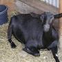 Oberhasli goat from breeds.okstate.edu