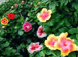 Hibiscus blooms are governed by weather conditions and produce most flowers during autumn and summer. Hidden Valley Hibiscus