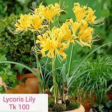 Large, sweet scented white flowers. Relish Agro Bd Amazon Lily White Lycoris Lily Facebook