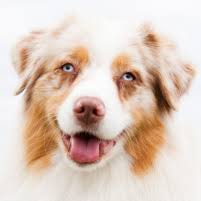 Sweet natured and generally very easy going but has some anxious. Gemelo Kennels