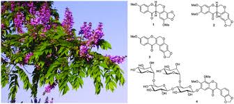 Image result for Millettia dura