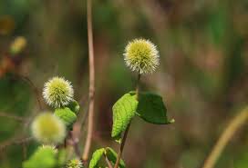 Image result for Cyathula cylindrica