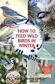 Winter Bird Feeding Is A Rewarding Season To Watch Wild Birds Wild Birds Feeding Birds In Winter Winter Bird