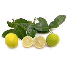 Image result for Citrus × aurantiifolia
