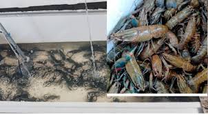 Di alam, ia pakan apa saja di dasar kolam, danau, atau sungai. Untung Besar Lewat Budi Daya Lobster Air Tawar Di Kendari Omset Sampai Puluhan Juta Sebulan Sultrakini Com