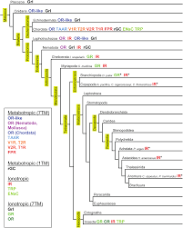 Molecular Mechanisms of Reception and Perireception in Crustacean  Chemoreception: A Comparative Review